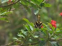 machaon_06