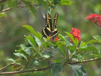 machaon_07