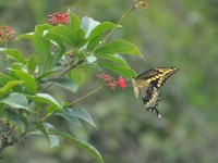 machaon_09