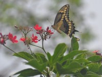 machaon_10