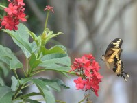 machaon_11