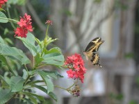 machaon_13