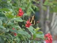 machaon_14