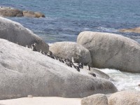 boulders_beach_02