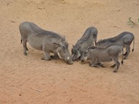 phacocheres_senegal_1