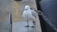 seagull