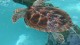 65_tortue_mer