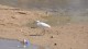 aigrette_2