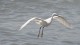 aigrette_4