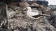 nazca_booby