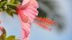 hibiscus_1