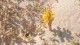 fleur_jaune