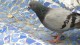 parc_guell__pigeon_2