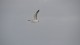 174_mouette