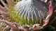025_protea