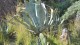 039_agave