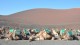 29_dromadaires_timanfaya