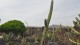81_jardin_cactus