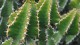 83_jardin_cactus