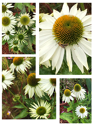 marguerites_jardin_trianon_versialles_nruaux.jpg