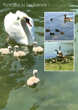 lac_daumesnil_vincennes_paris_nruaux.jpg