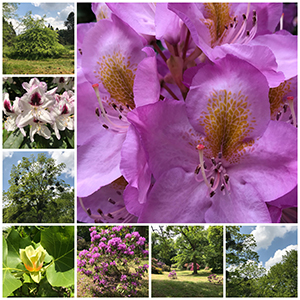 arboretum_chevreloup_nruaux.jpg