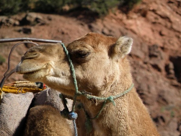 dromadaire_1