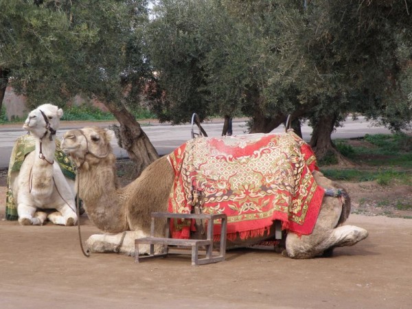 dromadaires_3