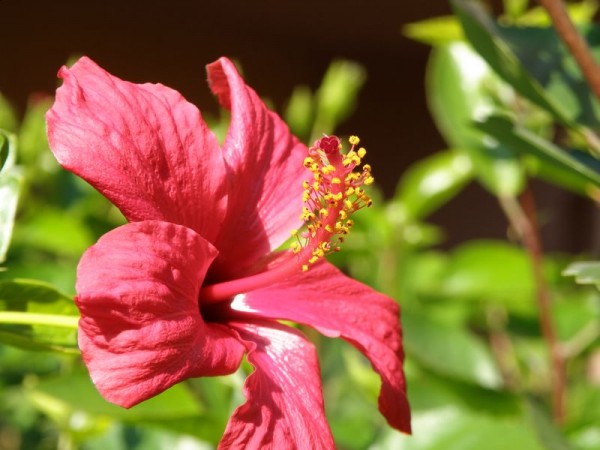 hibiscus
