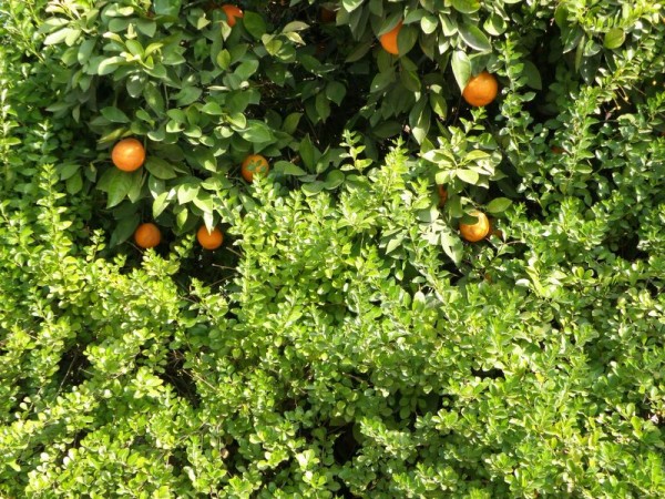 oranges_1