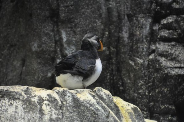 39_macareux_puffin