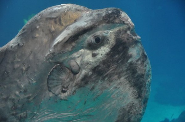 40_poisson_lun