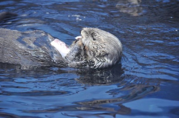 45_loutre