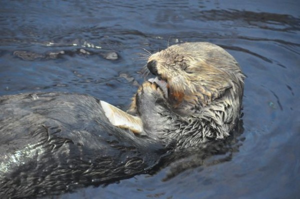 46_loutre