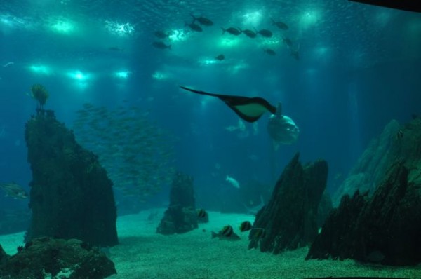 47_oceanario