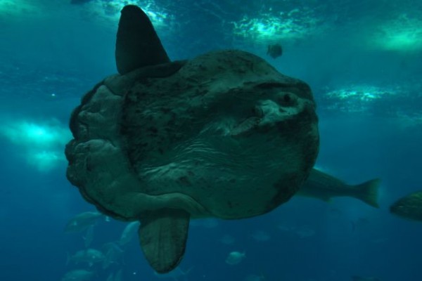 49_poisson_lune