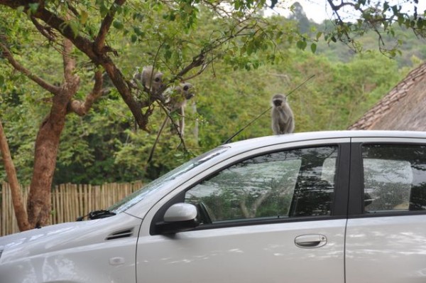 singes_bleus_auto_03