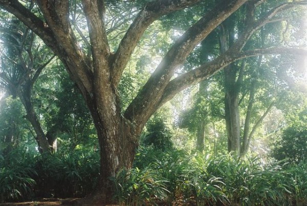 plantation