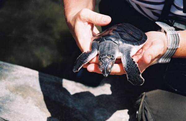 tortue_de_mer