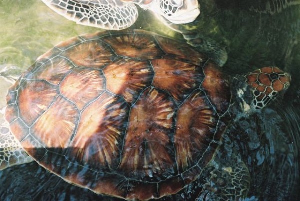 tortues_de_mer_1