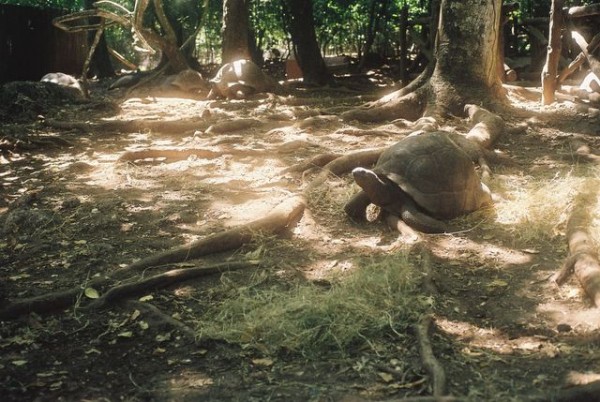 tortues_de_terre