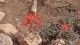 0374_fleurs_rouges