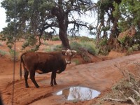 0533_vache_monument_valley