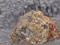 0705_petrified_forest