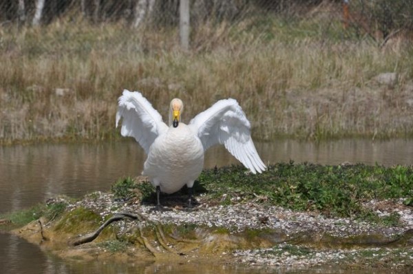 120_cygne