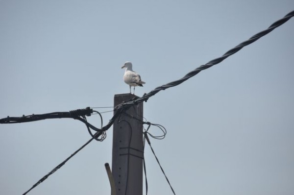 269_goeland_electrique