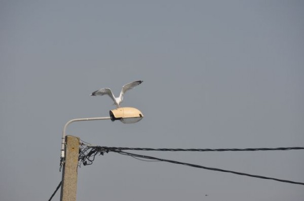 300_goeland_eclairage