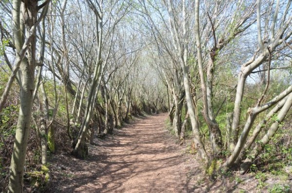 32_chemin_marquenterre