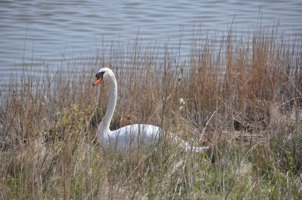 43_cygne_nidification