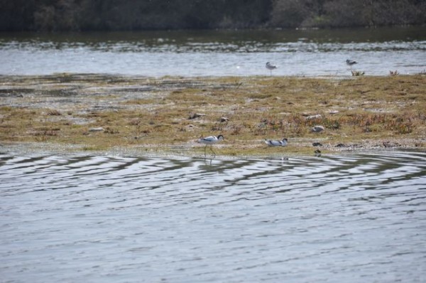 57_avocettes_elegantes